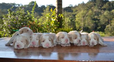 Filhotes de Beagle Bicolores - Canil Fittipaldi