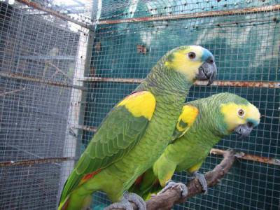 Vendo casais papagaios aestivas 