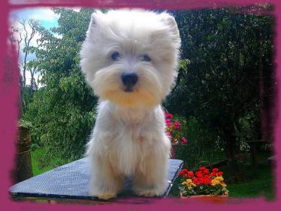 Albireo Lyraes - West Highland White Terrier