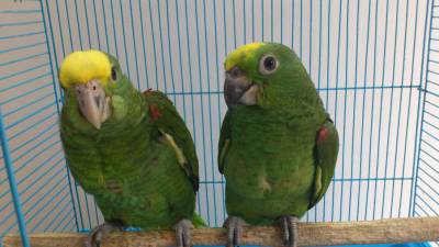 Papagaios amozonas ochrocephala ochrocephala