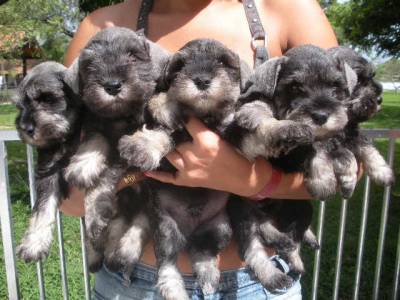 FILHOTES DE SCHNAUZER MINI RJ