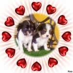 CAVALIER KING CHARLES TRICOLORES