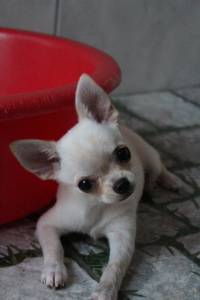 Micro Chihuahua