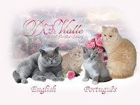 D Vialle British shorthair