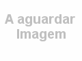 Canil de São Barão - English Springer Spaniel
