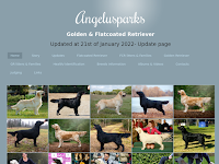Angelusparks - Golden Retriever & Flatcoated Retriever